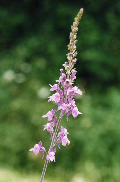 Linaria purpurea en fleurs sur un talus ensoleillé d'Italie centrale